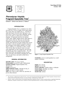 Pterostyrax hispida Fragrant Epaulette Tree Fact Sheet ST-534 1