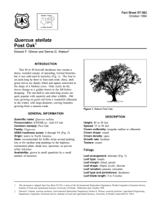 Quercus stellata Post Oak Fact Sheet ST-562 1