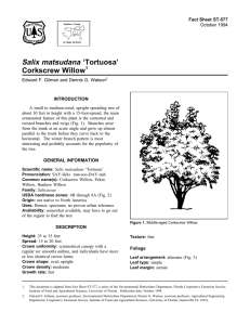 Salix matsudana ‘Tortuosa’ Corkscrew Willow Fact Sheet ST-577 1