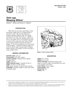 Salix spp. Weeping Willow Fact Sheet ST-576 1