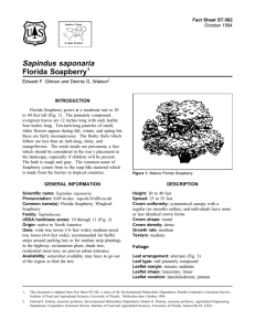 Sapindus saponaria Florida Soapberry Fact Sheet ST-582 1
