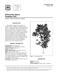Simarouba glauca Paradise-Tree Fact Sheet ST-590 1