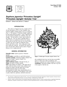 Sophora japonica ‘Princeton Upright’ ‘Princeton Upright’ Scholar Tree Fact Sheet ST-595 1