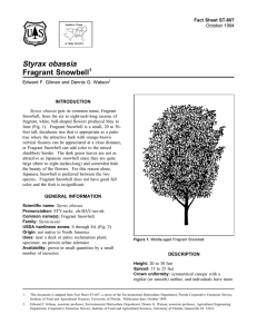 Styrax obassia Fragrant Snowbell Fact Sheet ST-607 1