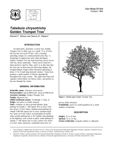 Tabebuia chrysotricha Golden Trumpet Tree Fact Sheet ST-614 1