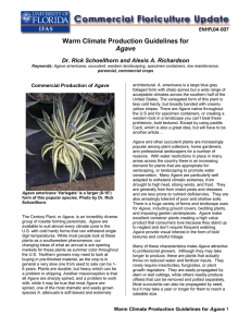 Warm Climate Production Guidelines for Agave