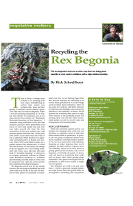 Rex Begonia Recycling the vegetative matters