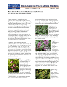 Publication EFL0104         ...  Rick Schoellhorn, Floriculture Specialist