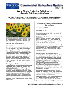 Warm Climate Production Guidelines for Specialty Cut Flowers: Sunflower