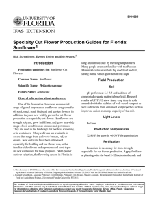 Specialty Cut Flower Production Guides for Florida: Sunflower 1 Introduction
