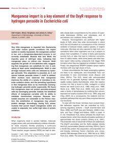 Manganese import is a key element of the OxyR response... Escherichia coli hydrogen peroxide in
