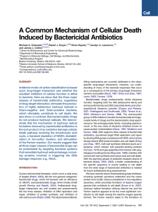 A Common Mechanism of Cellular Death Induced by Bactericidal Antibiotics Dwyer,
