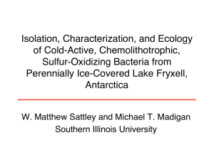 Isolation, Characterization, and Ecology of Cold-Active, Chemolithotrophic, Sulfur-Oxidizing Bacteria from