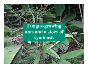 Fungus-growing ants and a story of symbiosis