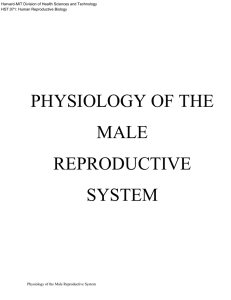 PHYSIOLOGY OF THE MALE REPRODUCTIVE SYSTEM