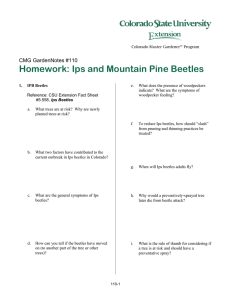 Homework: Ips and Mountain Pine Beetles  CMG GardenNotes #110