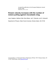 Kinesin velocity increases with the number of