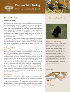 Eastern Wild Turkey North Carolina Wildlife Profiles Meleagris gallopavo