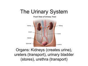 The Urinary System Organs: Kidneys (creates urine), ureters (transport), urinary bladder