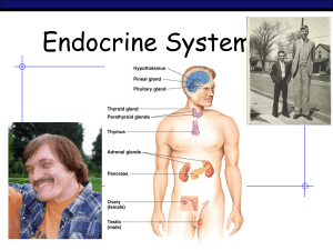 Endocrine System