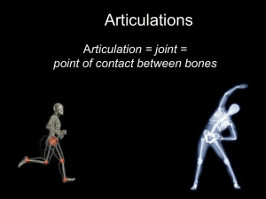 Articulations rticulation = joint = point of contact between bones