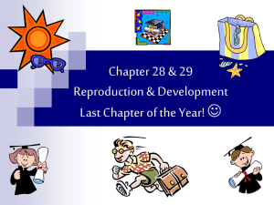 Chapter 28 &amp; 29 Reproduction &amp; Development