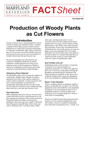 FACT Production of Woody Plants as Cut Flowers