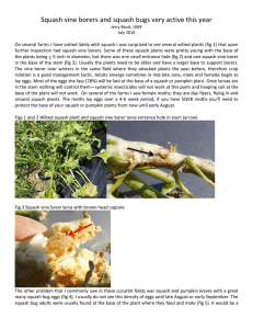 Squash vine borers and squash bugs very active this year
