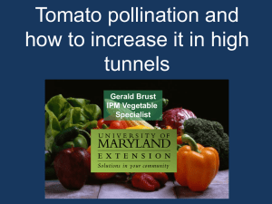 Tomato pollination and how to increase it in high tunnels Gerald Brust