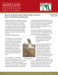 Biomass Production Study of Hybrid Poplar Grown on