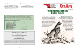 Wildlife Management: Ruffed Grouse Adapted from: Fact Sheet  604