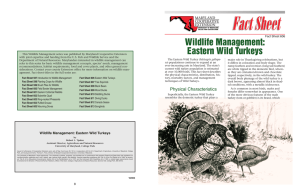 Wildlife Management: Eastern Wild Turkeys Fact Sheet 606