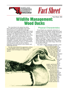 Wildlife Management: Wood Ducks Physical Characteristics Fact Sheet  609