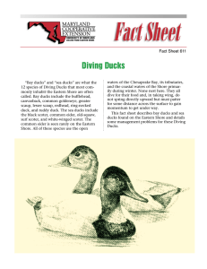 Diving Ducks Fact Sheet 611