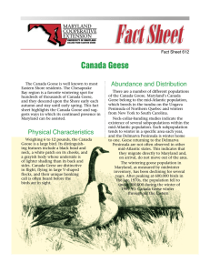 Canada Geese Abundance and Distribution Fact Sheet 612