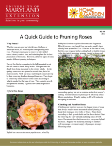 A Quick Guide to Pruning Roses Why Prune?