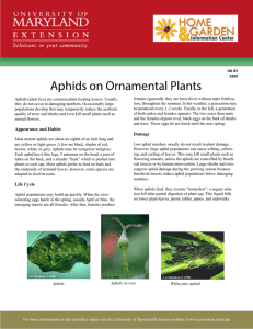 Aphids on Ornamental Plants