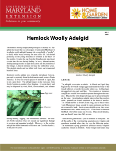 Hemlock Woolly Adelgid