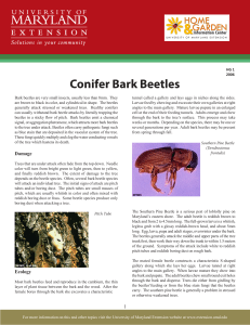 Conifer Bark Beetles