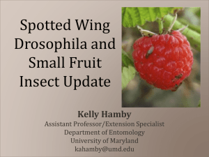 Spotted Wing Drosophila and Small Fruit Insect Update