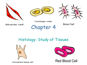 Chapter 4 Histology: Study of Tissues