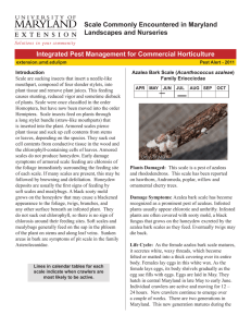 Integrated Pest Management for Commercial Horticulture Scale Commonly Encountered in Maryland