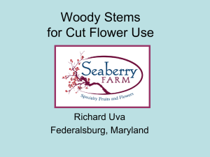 Woody Stems for Cut Flower Use Richard Uva Federalsburg, Maryland