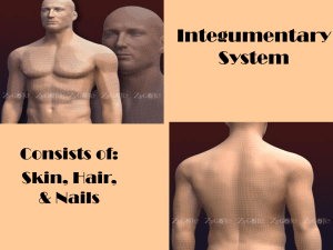 Integumentary System Consists of: Skin, Hair,