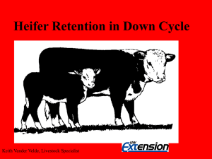 Heifer Retention ( 7 slides, 157 KB .ppt)