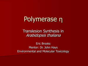 Polymerase η Arabidopsis thaliana Translesion Synthesis in Eric Brooks