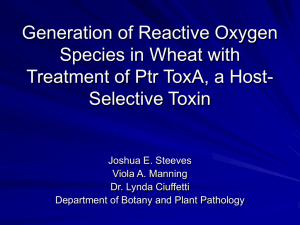 Generation of Reactive Oxygen Species in Wheat with Selective Toxin
