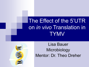The Effect of the 5’UTR in vivo TYMV Lisa Bauer