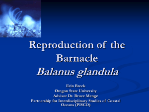 Balanus glandula Reproduction of  the Barnacle