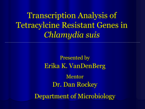 Transcription Analysis of Tetracylcine Resistant Genes in Chlamydia suis Erika K. VanDenBerg